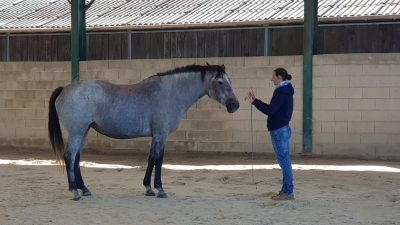 Poser des limites pendant le stage d'équicoaching