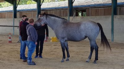 Saluer le cheval à plusieurs pendant le stage d'équicoaching