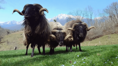 Stage pour devenir berger éleveur fromager au Pays Basque