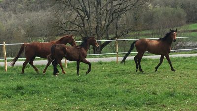 Suivez la voie du cheval pendant l'atelier d'équicoaching